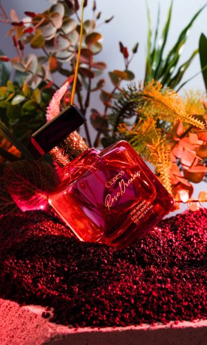Cioness  ROSE DREAMS